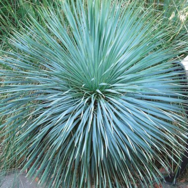 72-yucca-rostrada-sapphire-skies (1)